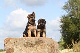 BERGER ALLEMAND 348
